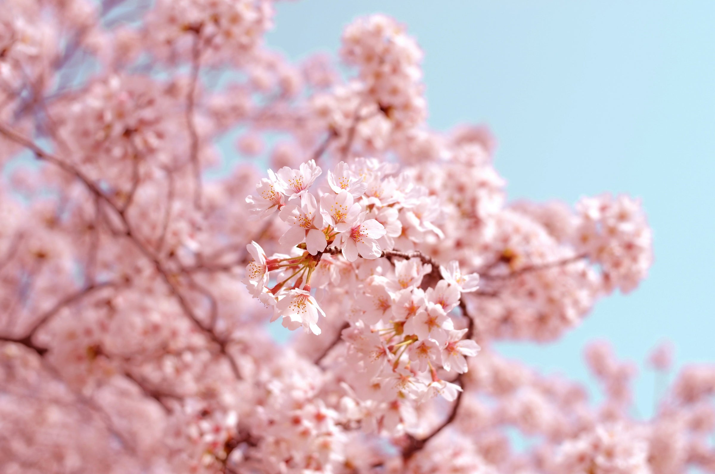 Japanese Cherry Blossom + Grapefruit