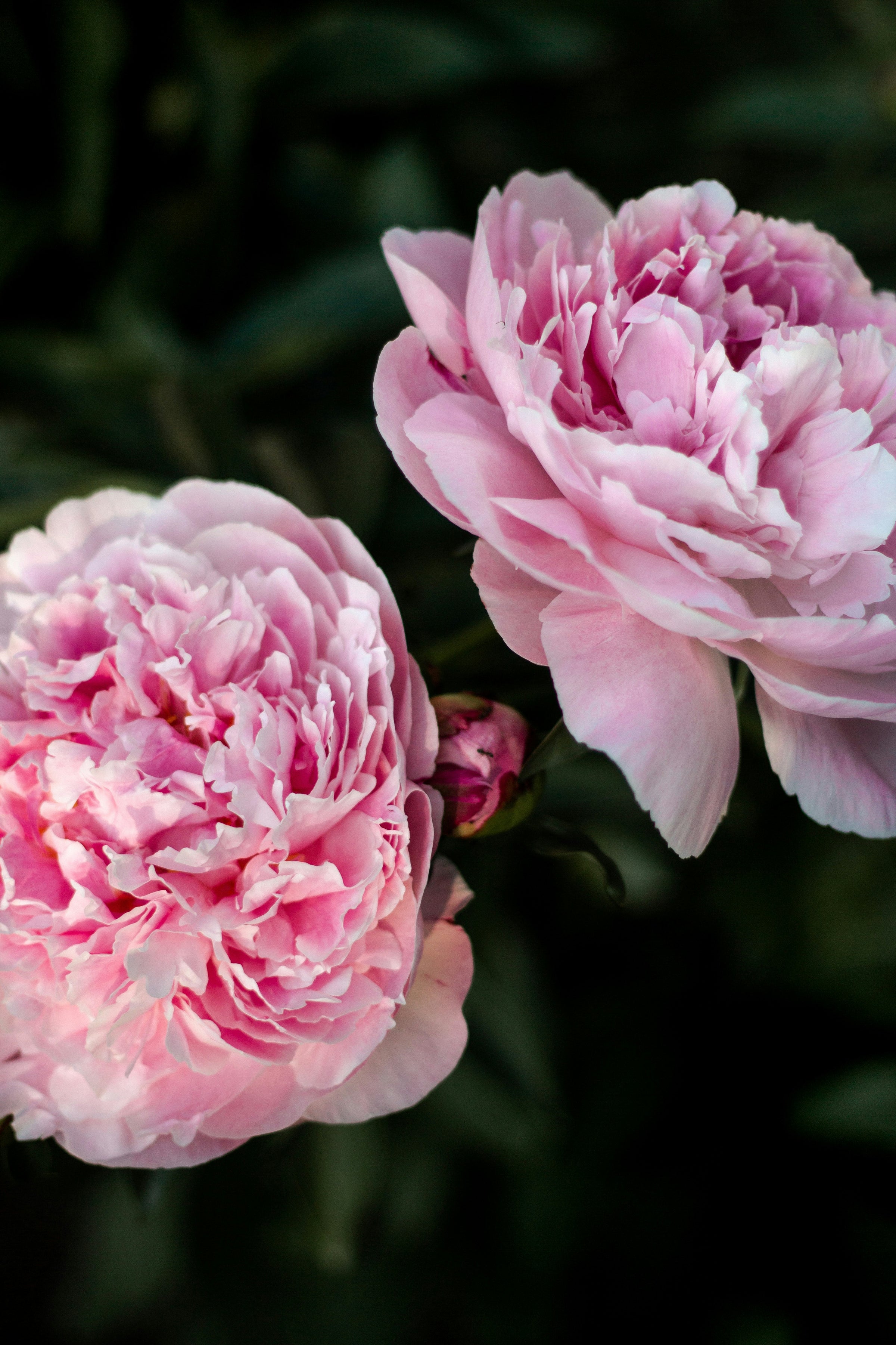 Peony + Lily-Of-The-Valley